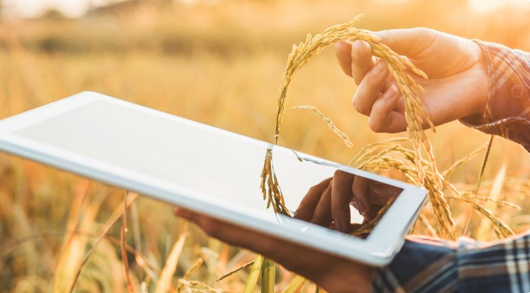 How does AI / Automation Reduce Post- Harvest Losses?